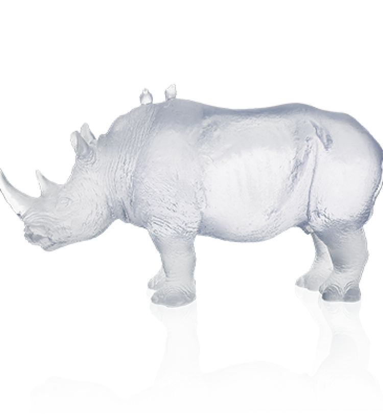 White rhinoceros by Jean-François Leroy