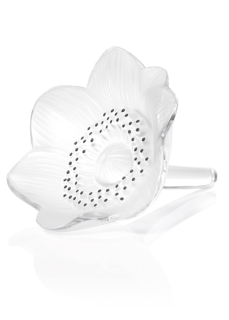ANEMONE BOUCHON BOUTEILLE