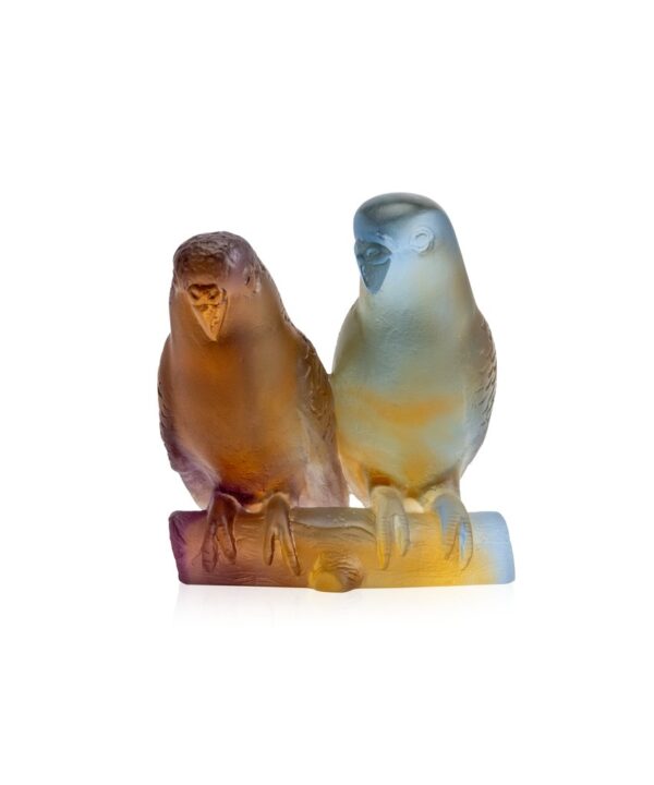 Amber Budgerigars Couple