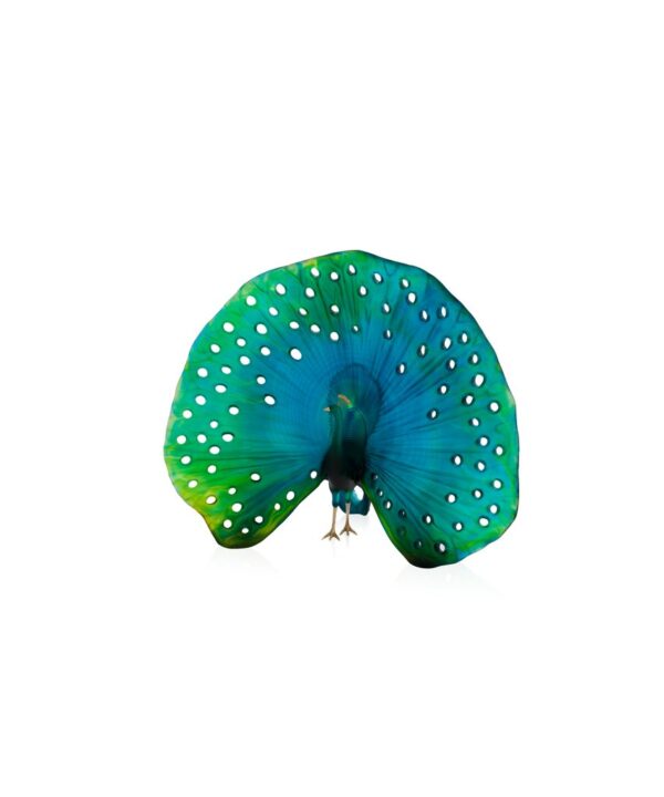 Parade du Paon H: 50 cm L: 61,5 cm 50 ex